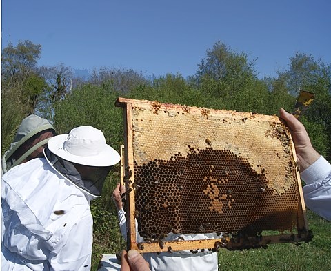 Suivre une formation en apiculture pour débuter ? Une nécessité pour gagner temps et argent