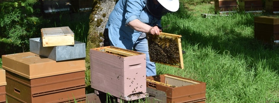 Apicultrice, un métier passionnant auprès des abeilles
