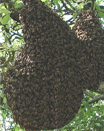 Paquets d'Abeilles : une mauvaise pratique apicole