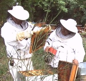 Formation en apiculture pour apiculteur débutant