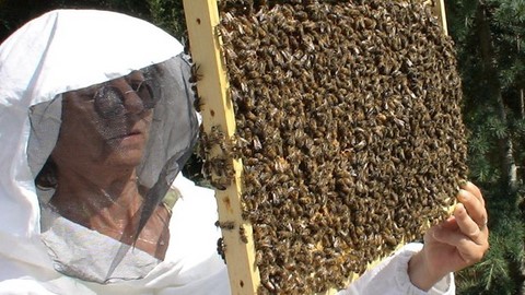 Formation privée en apiculture naturelle