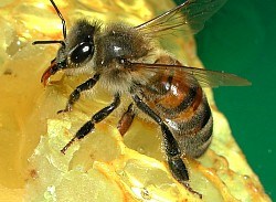 Abeille Noire endémique ou abeille hybride ?