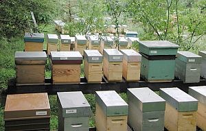 Vente essaims  d'abeilles noires avec reine noire 2024