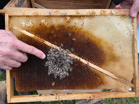 perte d'abeilles: une mortalité alarmante