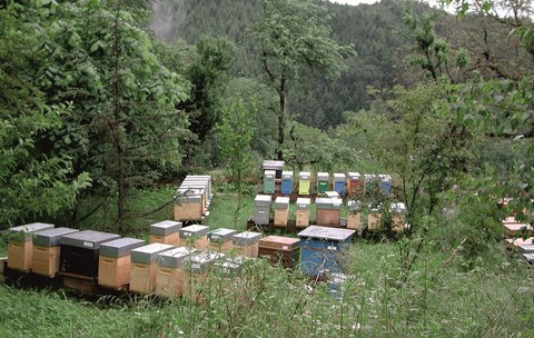 Nouveaux essaims d'abeilles noires en Rhône-Alpes