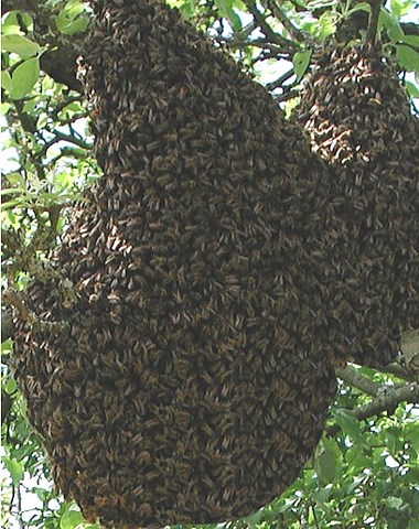 le paquet d'abeilles: un jackpot ?