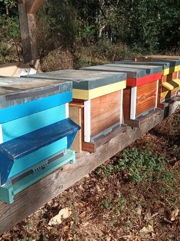 Votre premier rucher pour débuter en apiculture