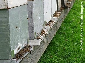 Essaims d'abeilles 2018 à commander