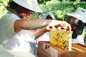 Pour bien débuter en apiculture, création d'essaims d'abeilles par divisions