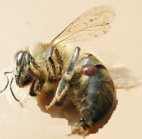 Traitement des abeilles contre le varroa